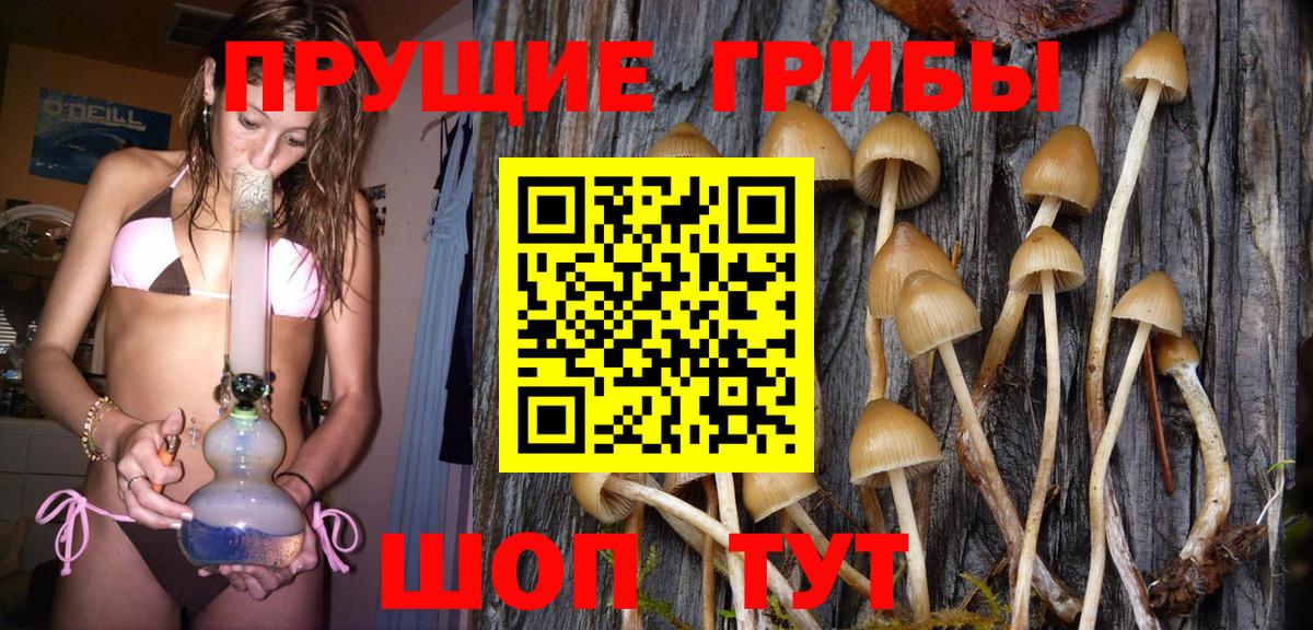 Галлюциногенные грибы Psilocybe Рязань